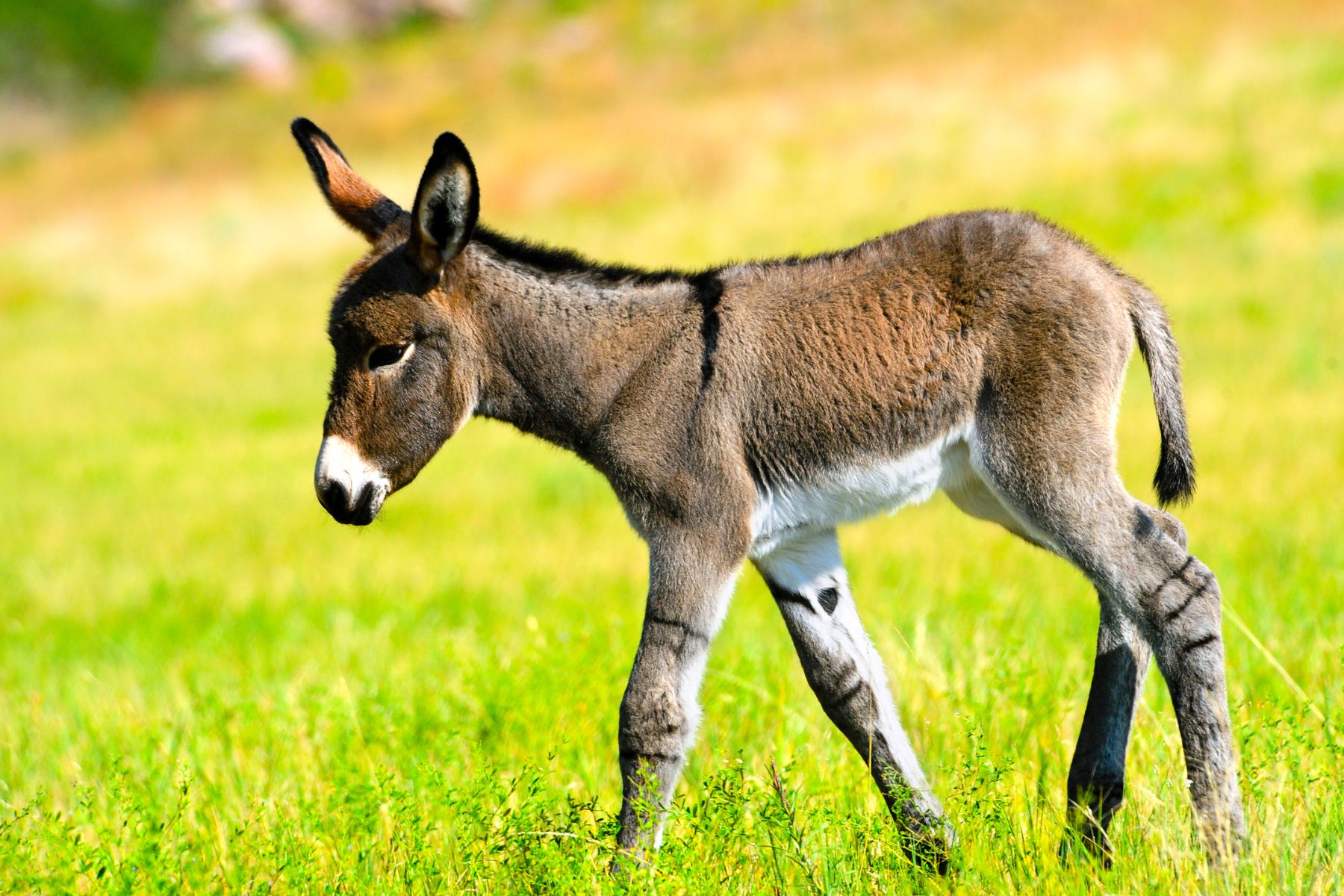 The Colt - Leadership that Walks in Humility and Obedience