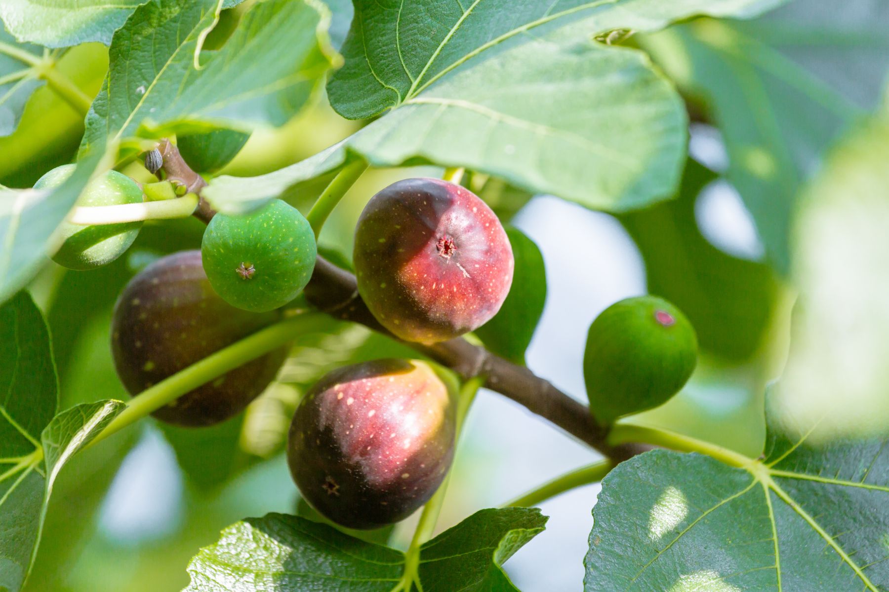 The Vine – Fruitfulness Over Performance